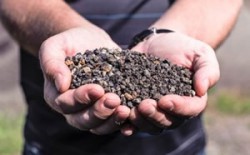 Composed of expanded clay matter between the size of a coarse grain of sand and a popcorn kernel, Bold & Gold™ is an innovative soil media developed by UCF’s Stormwater Management Academy team.